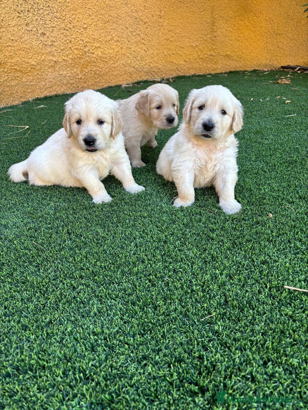 Golden Retriever perros en venta: GOLDEN RETRIEVER  - Imagen 7