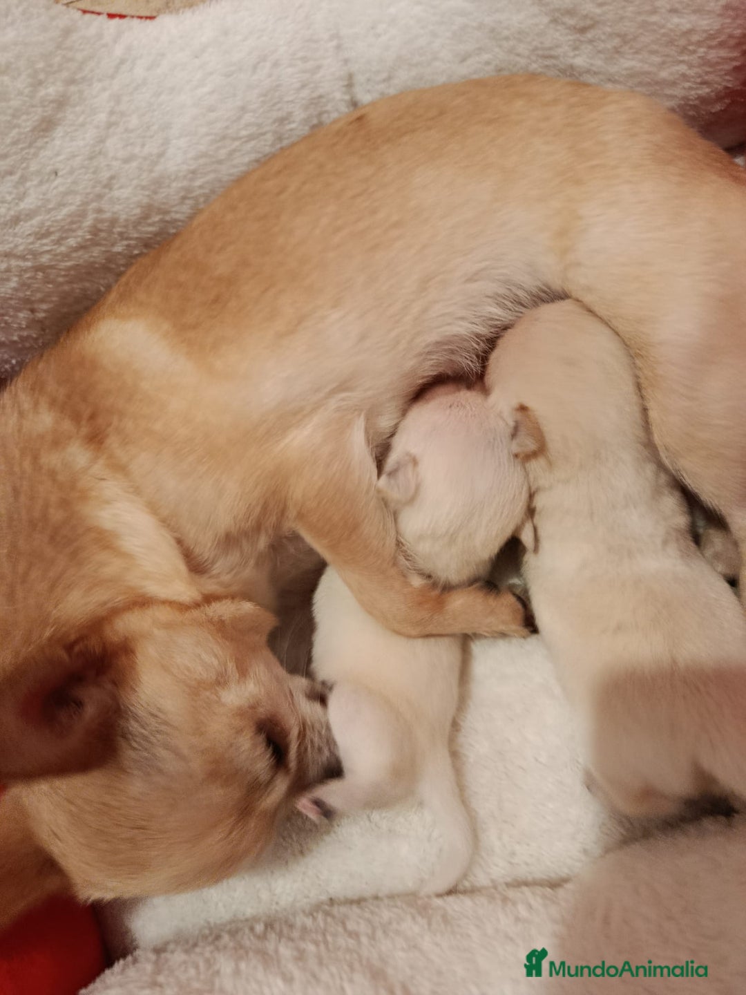Chihuahua perros en venta: Disponible 2 Machos - Anuncio 1