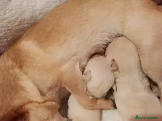 Chihuahua perros Disponible 2 Machos - Anuncio 33