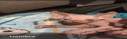 Sphynx gatos en venta: Gatos egipcios - Anuncio 1