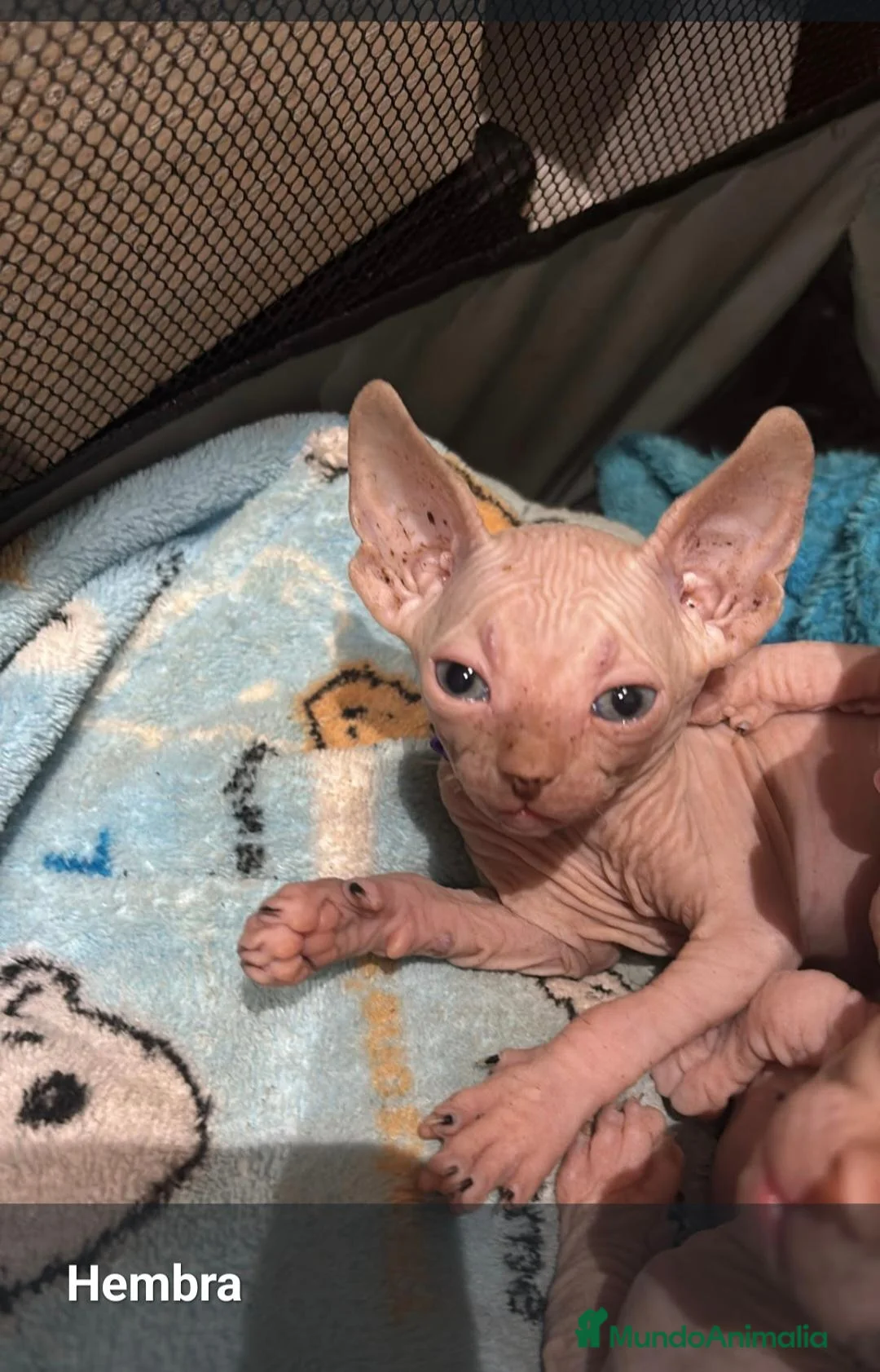Sphynx gatos en venta: Gatos egipcios - Anuncio 1