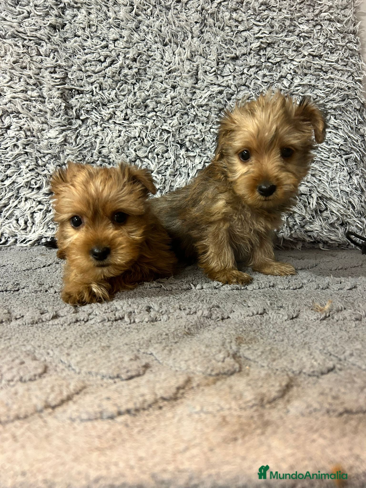 Yorkshire Terrier perros en venta: Yorkshire con caniche - Anuncio 3