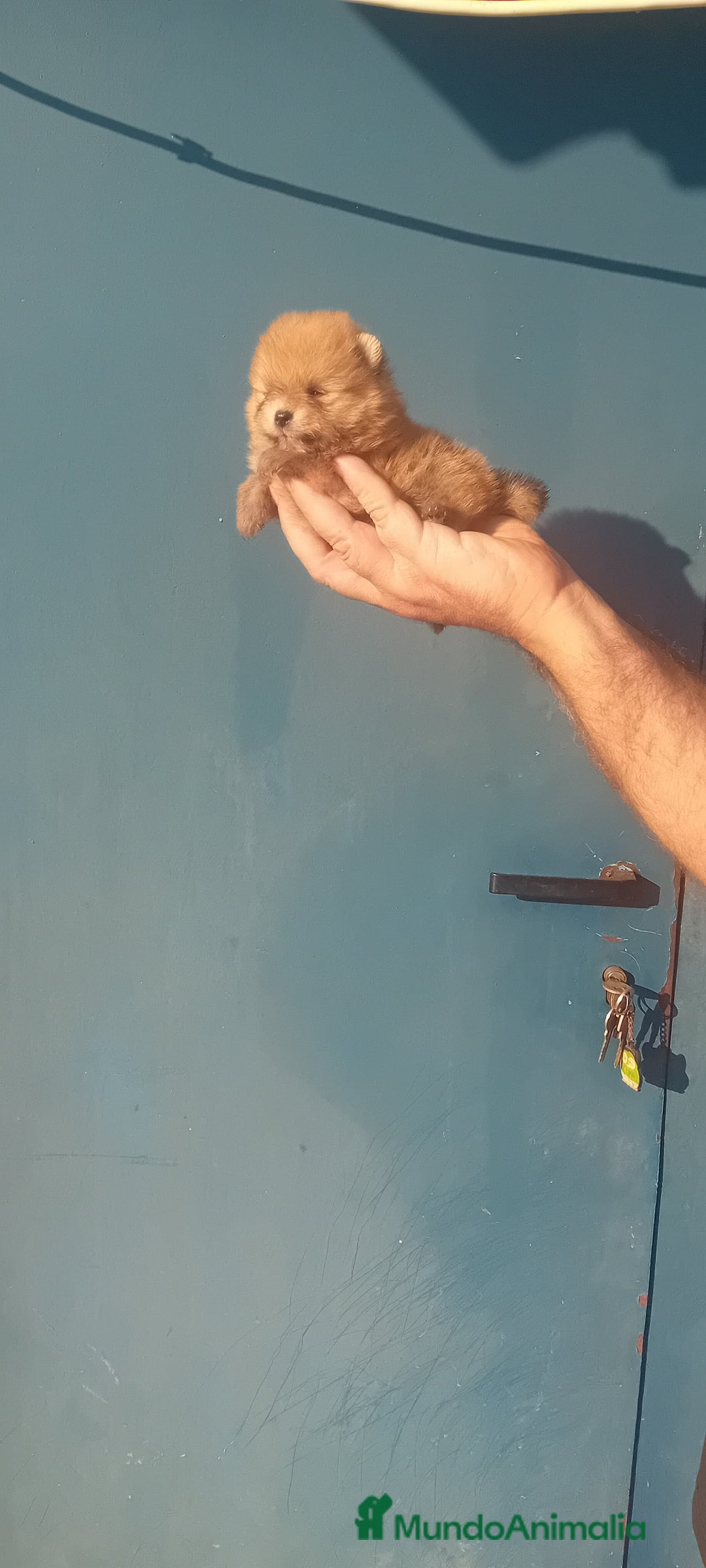 Pomerania perros en venta: ⚜️ Pomerania ositos Boo 🐾⚜️ - Imagen 12