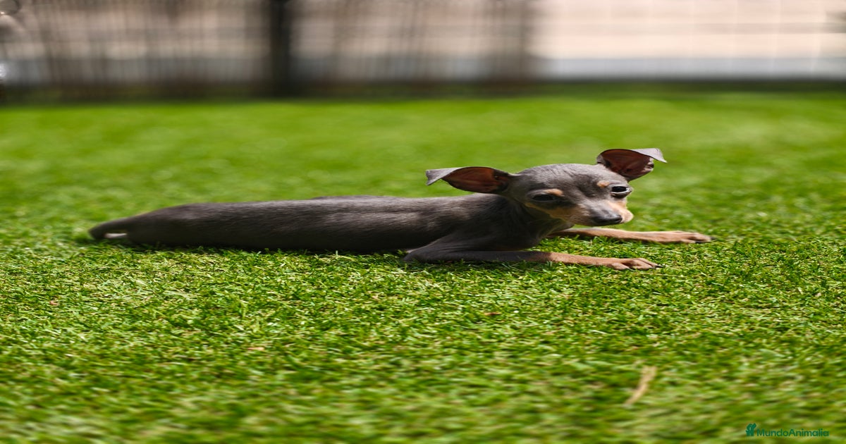Mini Pincher hembra disponible en venta en Valencia | MundoAnimalia