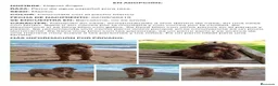 Perro de Agua Español perros en venta: Adopción Perro De Agua Español Adultos - Anuncio 4