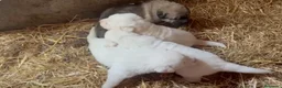 Mastín del Pirineo perros en venta: Cachorros de Mastín - Anuncio 1