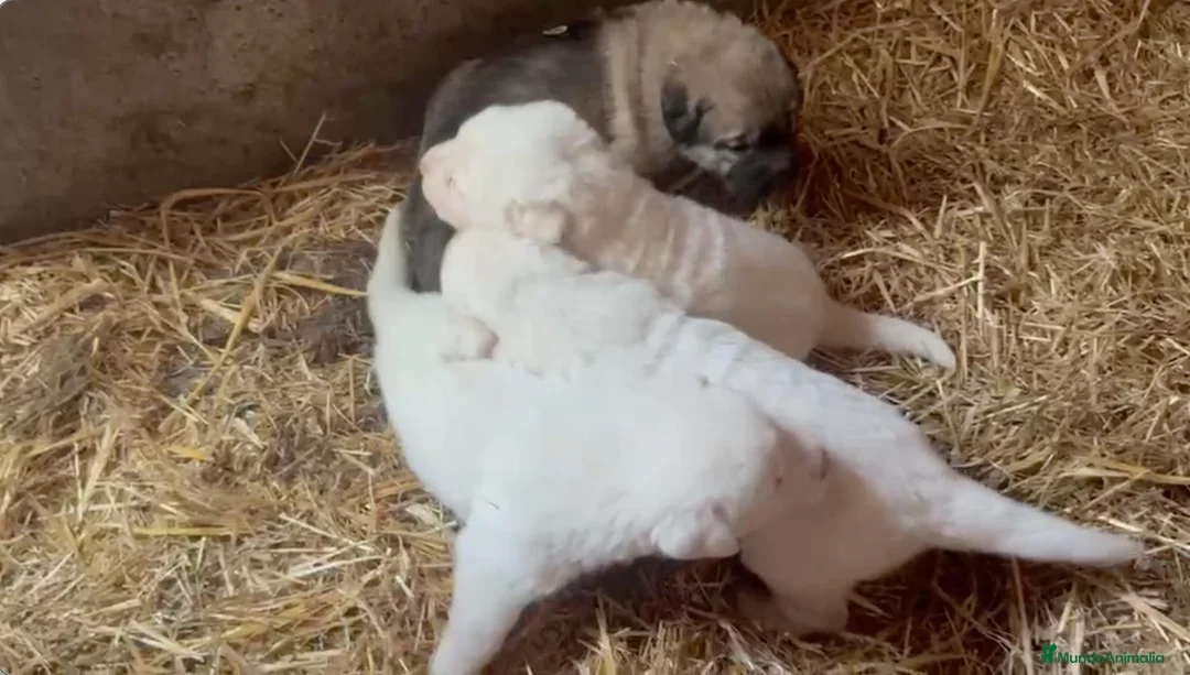 Mastín del Pirineo perros en venta: Cachorros de Mastín - Anuncio 1