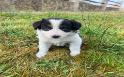 Border Collie perros en venta: Border Collie Calidad - Imagen 13