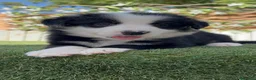 Border Collie perros en venta: BORDER COLLIE HEMBRA – BLANCA Y NEGRA 🤍🐶 - Anuncio 6