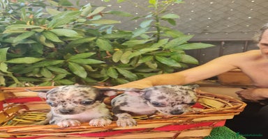 Chihuahua perros - Anuncio 6