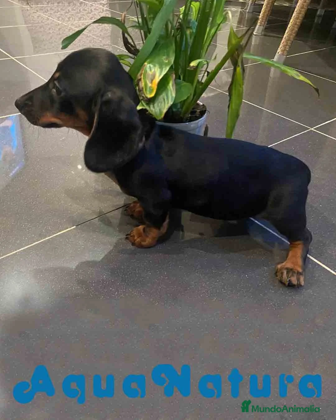 Teckel Miniatura perros en venta: Teckel Macho de Tria y Luisiño 2023 AQUANATURA - Anuncio 5