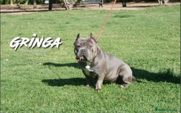 American Bully perros en venta: Último amecae bully !! - Imagen 6