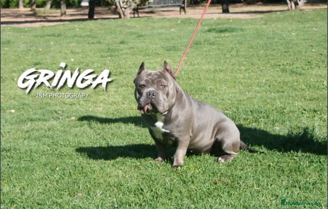 American Bully perros en venta: Último amecae bully !! - Imagen 6