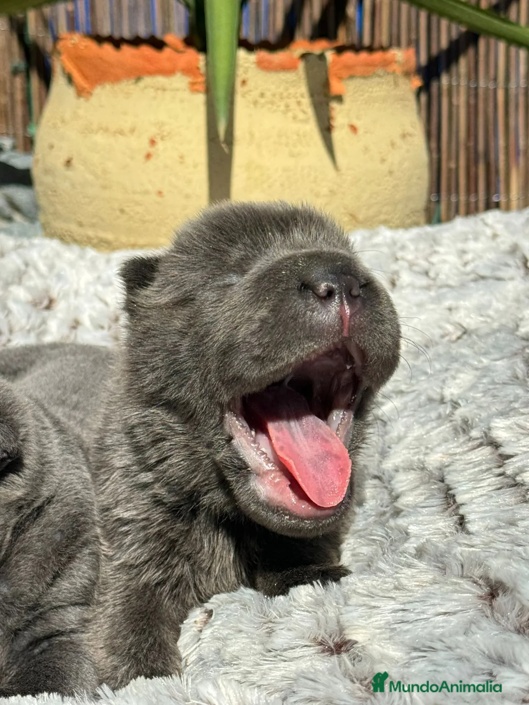Shar Pei perros en venta: bebes shar pei azules en Málaga - Anuncio 2