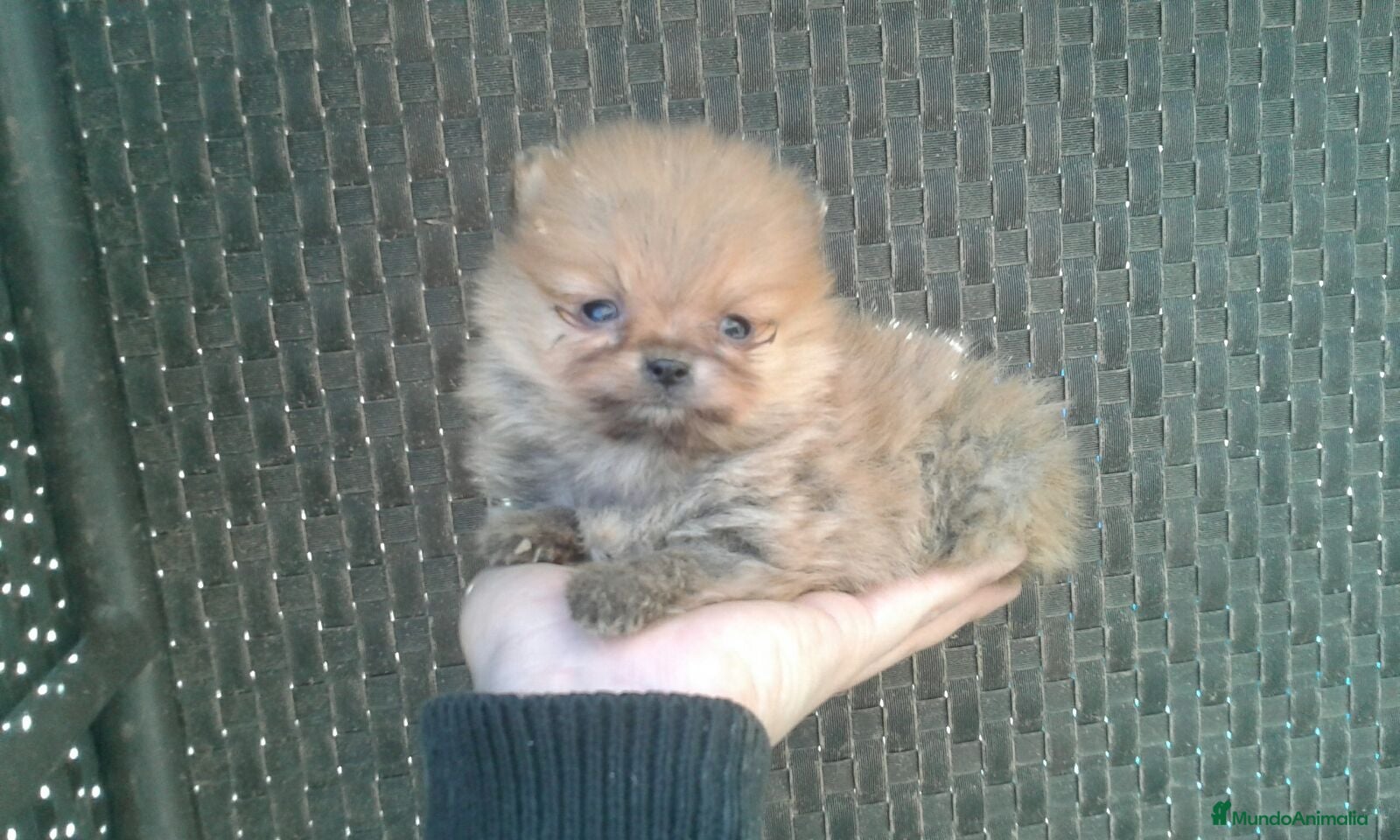 Pomerania perros Lulú de Pomerania preciosos en Barcelona - Anuncio 35