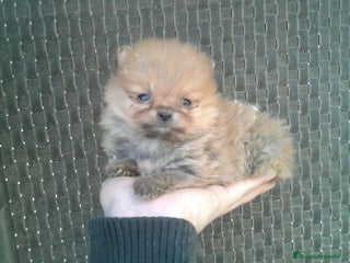 Pomerania perros en Barcelona - Anuncio 12