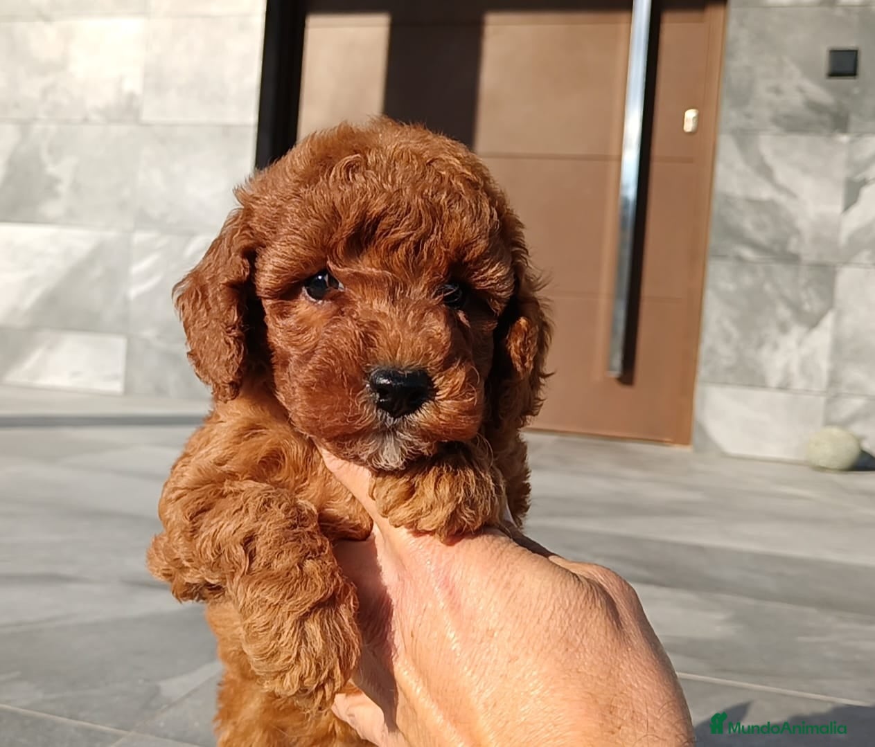 Caniche Toy perros Caniche toy  - Anuncio 1