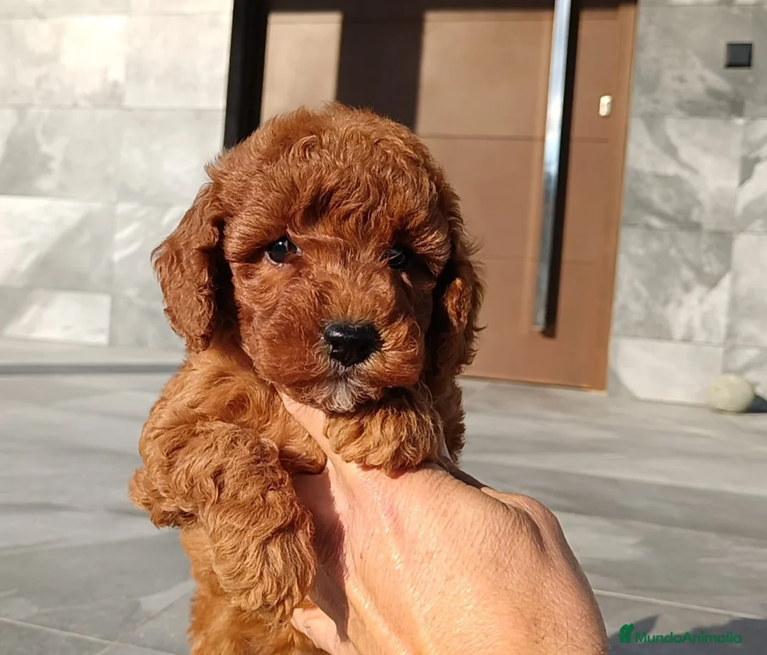 Caniche Toy perros en venta: Caniche toy  - Anuncio 1