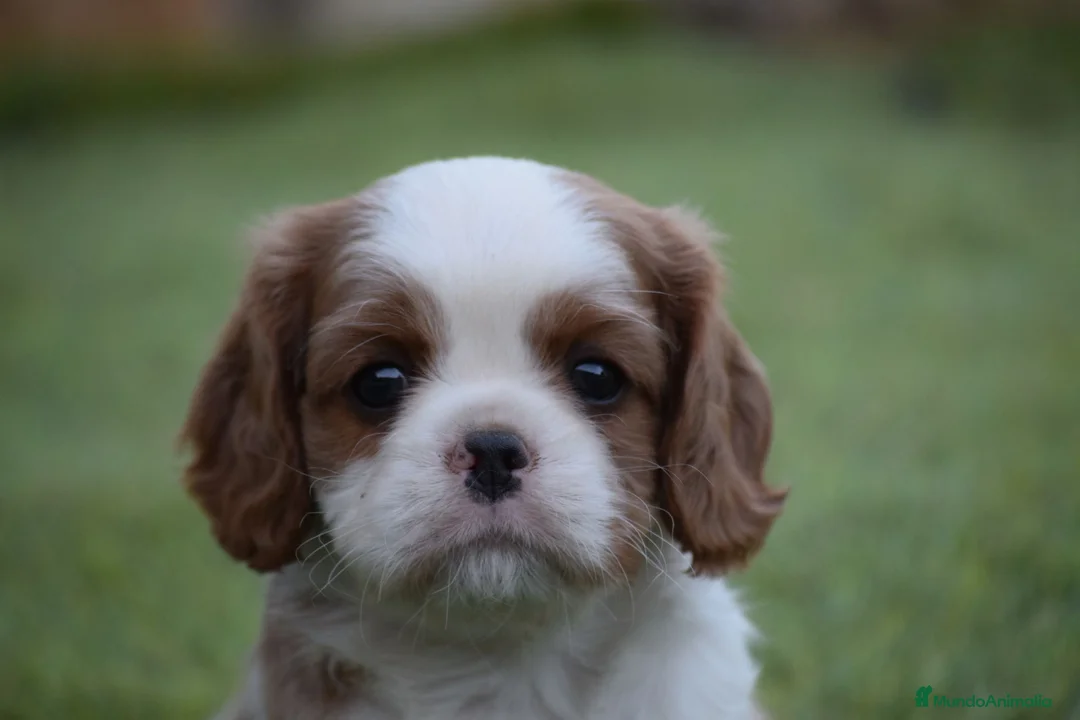 Cavalier King Charles Spaniel perros en venta: cachorro calidad compañia - Anuncio 1