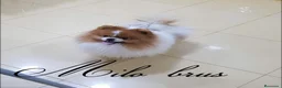 Pomerania perros en venta: Pomerania ositas hembras toy  - Anuncio 7