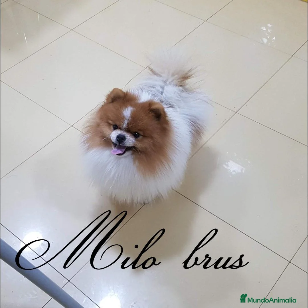 Pomerania perros en venta: Pomerania ositas hembras toy  - Anuncio 7