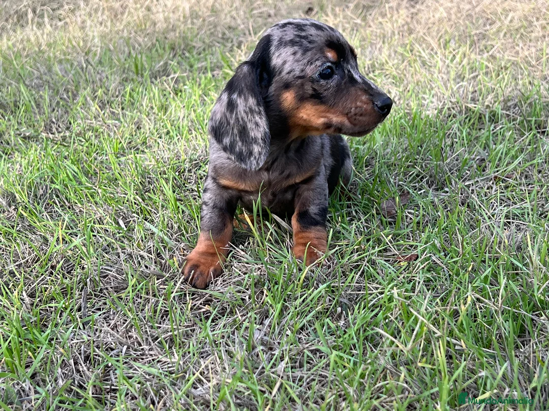 Teckel Miniatura perros en venta: Teckel miniatura !  en Ciudad Real - Anuncio 5