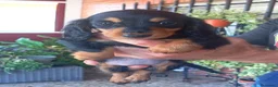 Teckel perros en venta: Teckel pelo largo  - Anuncio 4