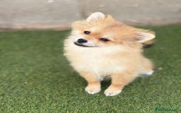 Pomerania perros en venta: Pomerania hembra - Imagen 4