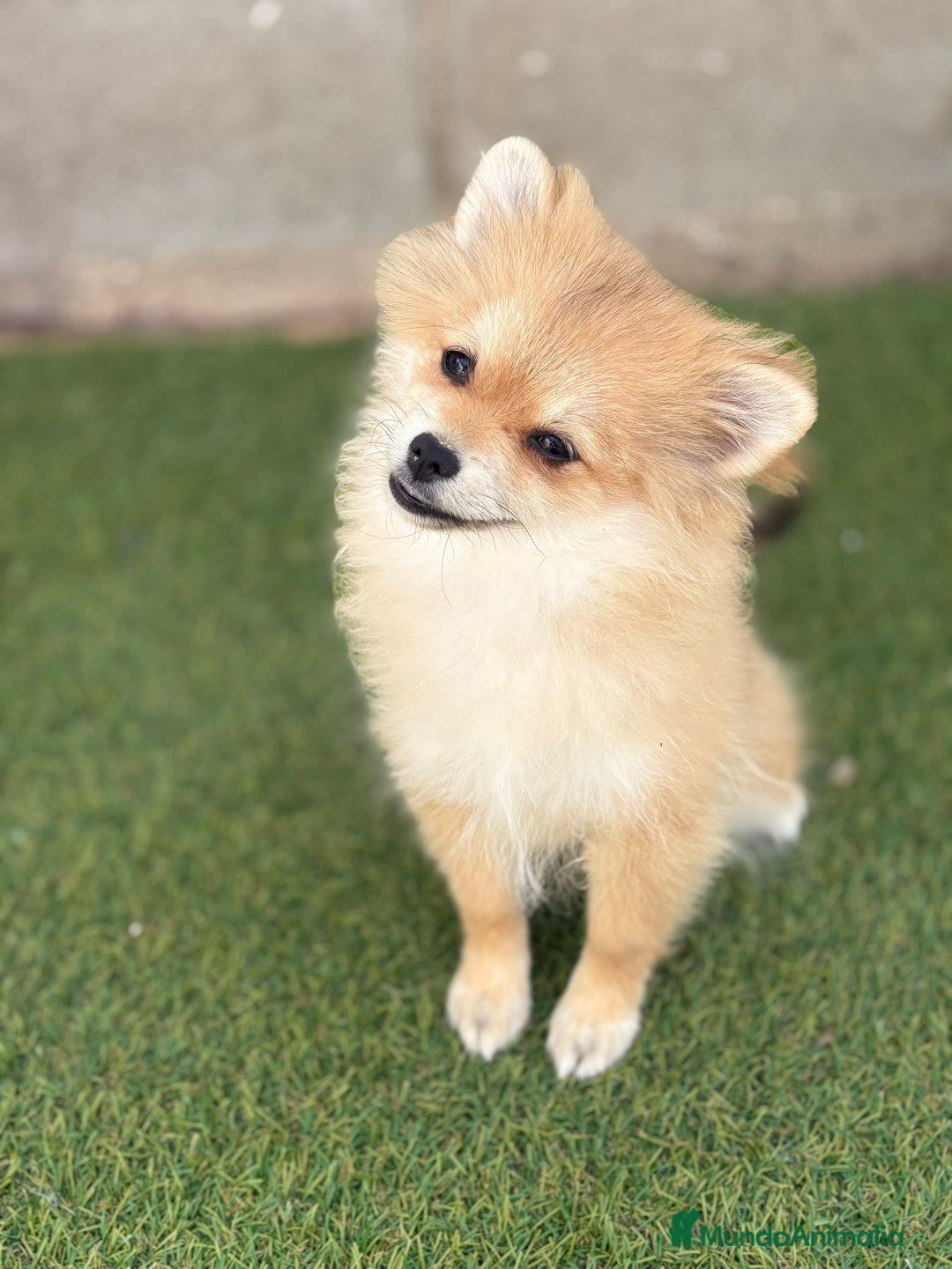 Pomerania perros en venta: Pomerania hembra - Imagen 4