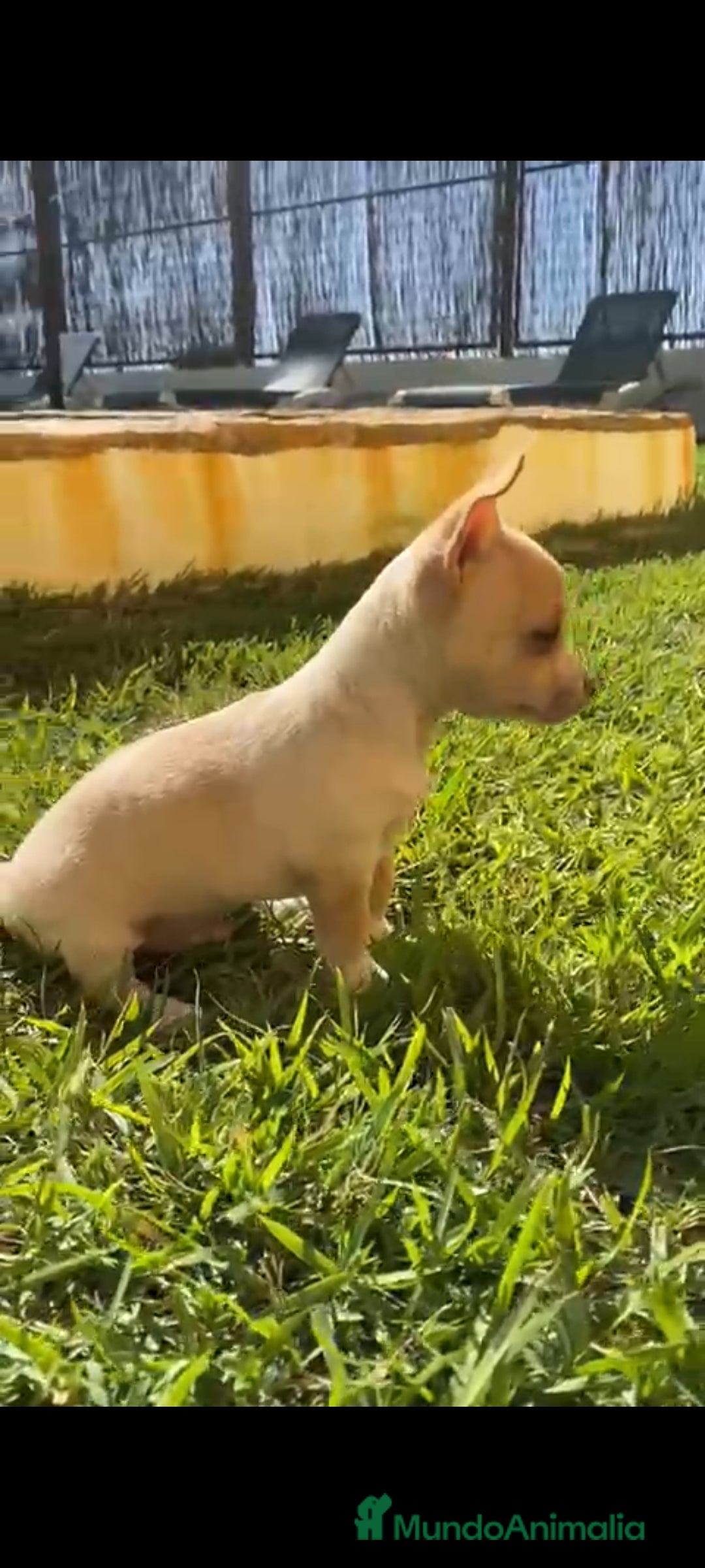 Chihuahua perros en venta: Último chihuahua !! - Imagen 3