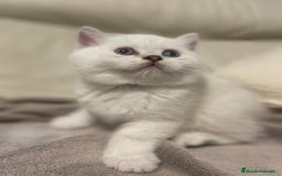 Británico de Pelo Corto gatos en venta: Macho British Blanco - Imagen 6