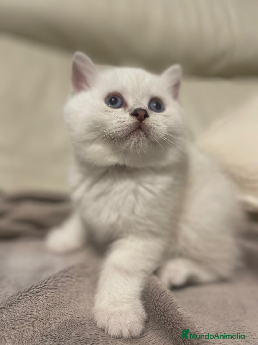 Británico de Pelo Corto gatos en venta: Macho British Blanco - Imagen 6