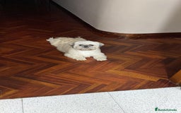Shih Tzu perros en venta: Nueva camada SHIH TZU - Imagen 4
