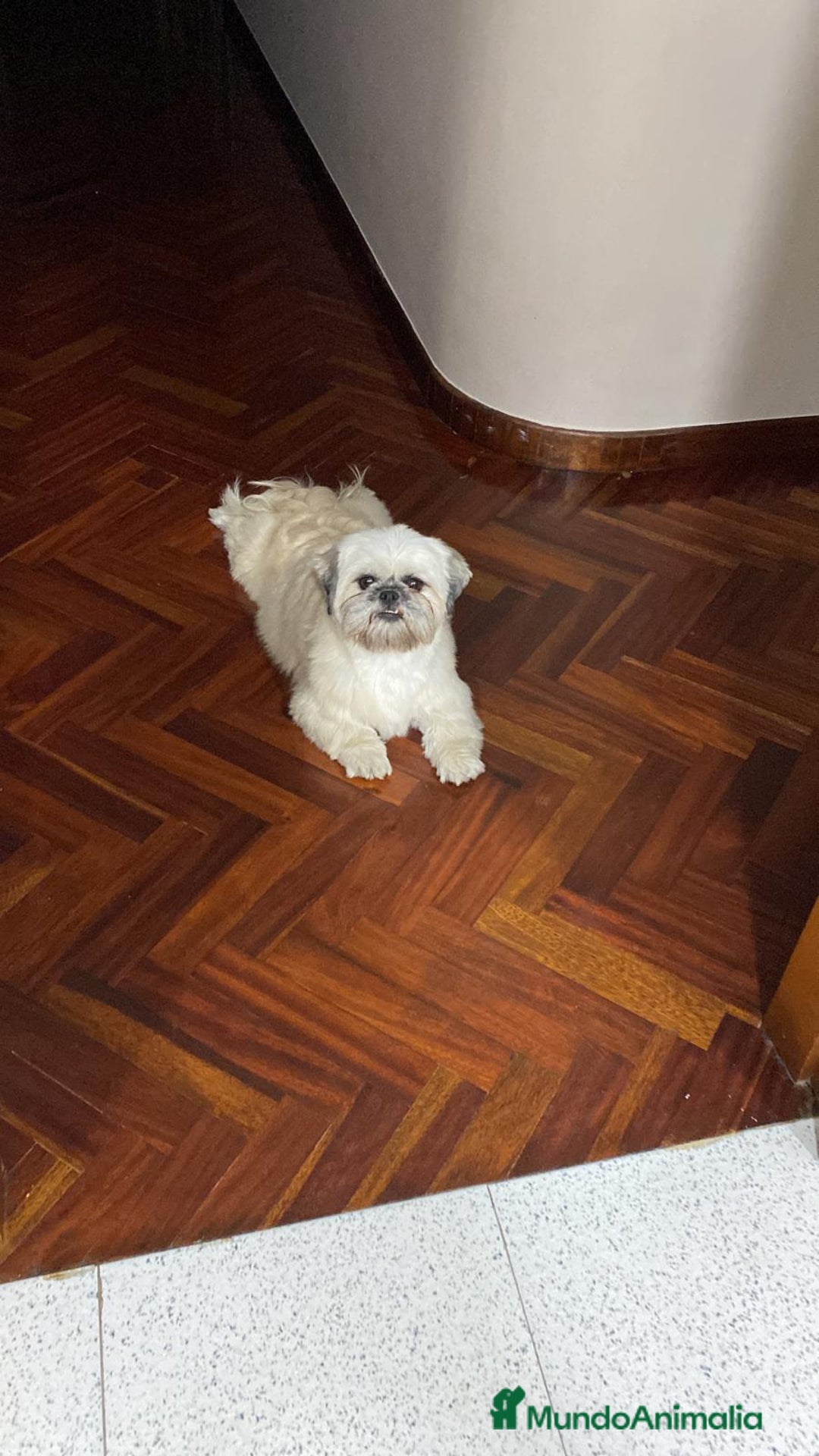 Shih Tzu perros en venta: Nueva camada SHIH TZU - Imagen 4