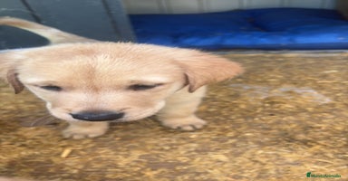 Labrador Retriever perros - Anuncio 12