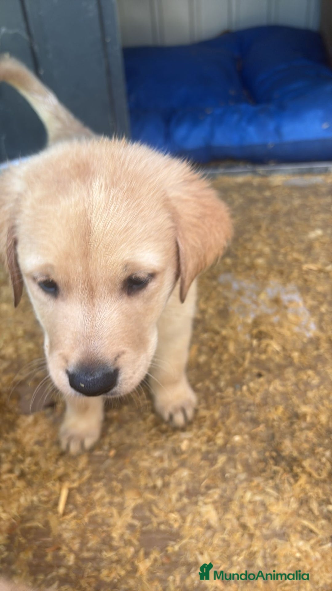 Labrador Retriever perros en venta: Labrador retriever  - Imagen 2