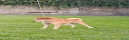 Shiba Inu perros en venta: SHIBA INU PONTEVEDRA - Anuncio 4