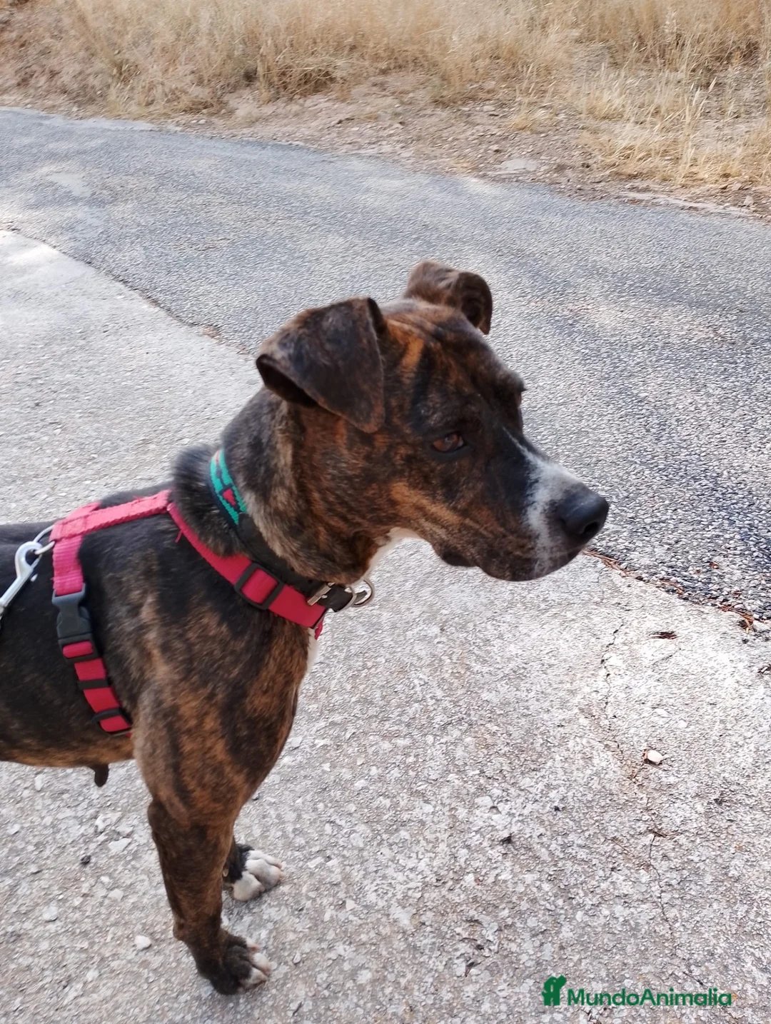 American Pit Bull Terrier perros en adopcion: HERA ❤️✨ en Adopción  - Anuncio 2