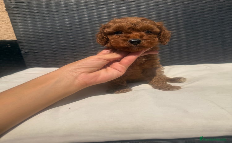 Caniche Toy perros - Propaganda 4