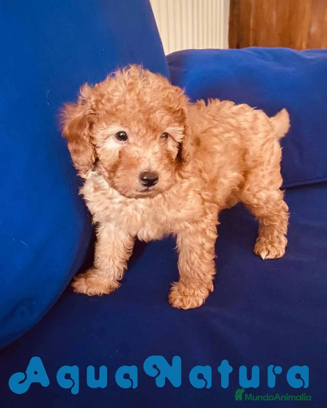 Caniche Toy perros en venta: Camada Caniches Barbie y Can - AQUANATURA en Barcelona - Anuncio 13