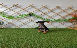 Pinscher Miniatura perros en venta: Mini pinscher - Imagen 2