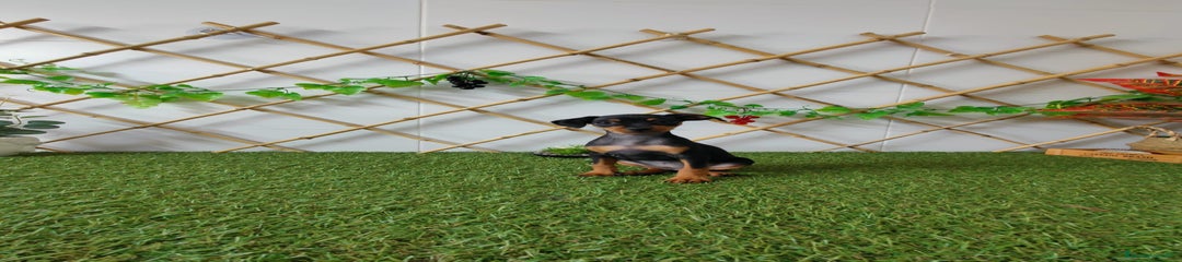 Pinscher Miniatura Cachorro 2