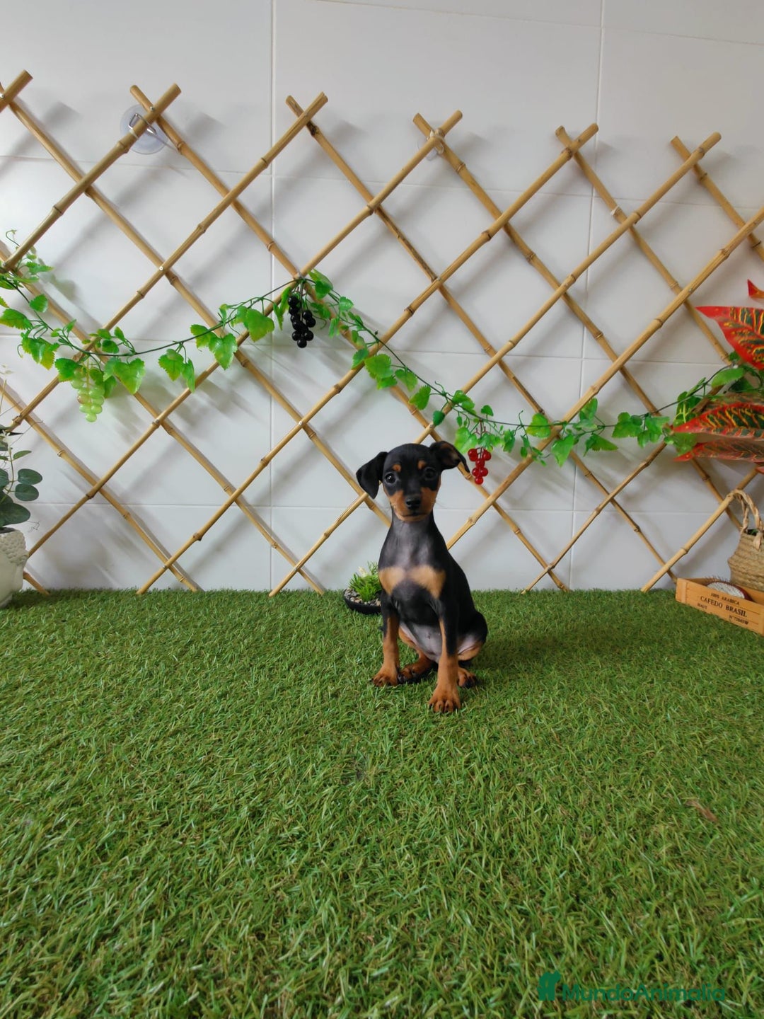 Pinscher Miniatura perros en venta: Mini pinscher - Imagen 2