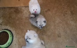 Pomerania perros en venta: PRECIOSOS POMERANIAS DESDE 800 € - Imagen 1