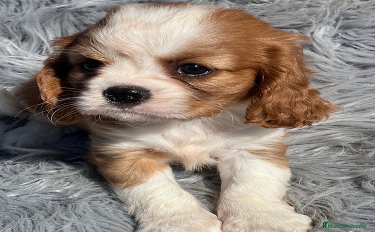 Cavalier King Charles Spaniel perros - Anuncio 11