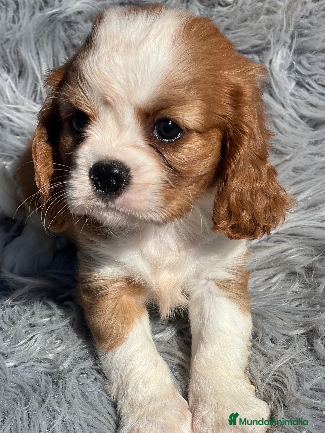 Cavalier King Charles Spaniel perros en venta: Cavalier blenheim - Anuncio 1