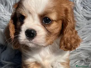 Cavalier King Charles Spaniel perros Cavalier blenheim - Anuncio 18