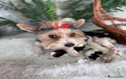 Yorkshire Terrier perros en venta: YORKSHIRE BIEWER - Imagen 5
