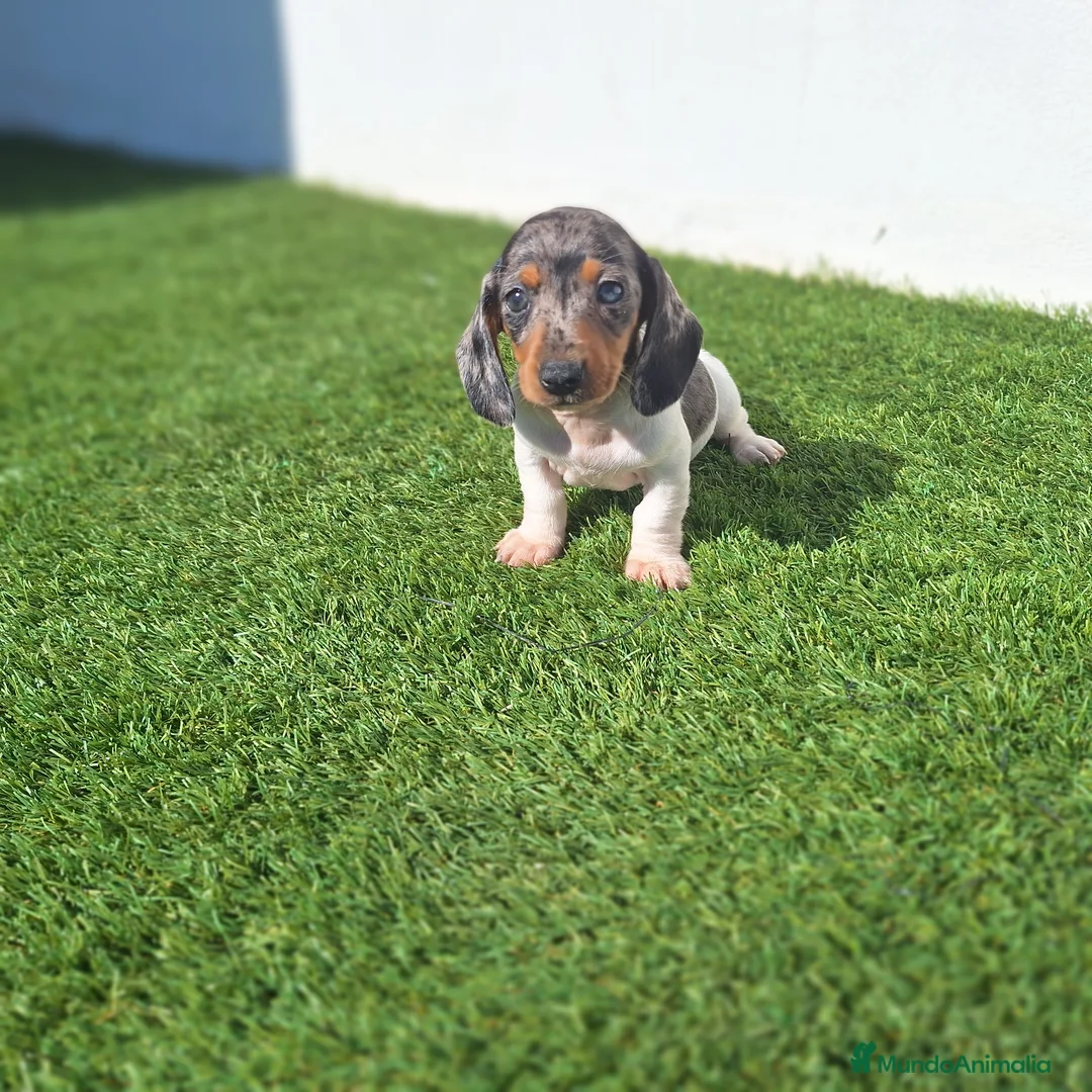 Teckel Miniatura perros en venta: TECKEL MINIATURA ARLEQUIN - Anuncio 1