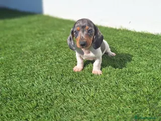 Teckel Miniatura perros TECKEL MINIATURA ARLEQUIN - Anuncio 1